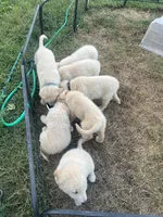 Beau, a male Golden Pyrenees for sale in Lewisville, MN – 3 of 4