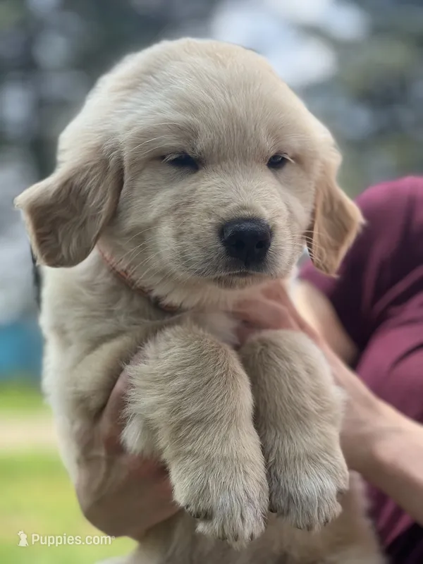 Scout  – Golden Pyrenees puppy for sale in Lewisville, MN