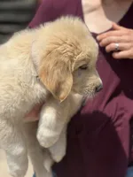 Beau, a male Golden Pyrenees for sale in Lewisville, MN – 2 of 4