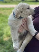 Blue, a male Golden Pyrenees for sale in Lewisville, MN – 2 of 3
