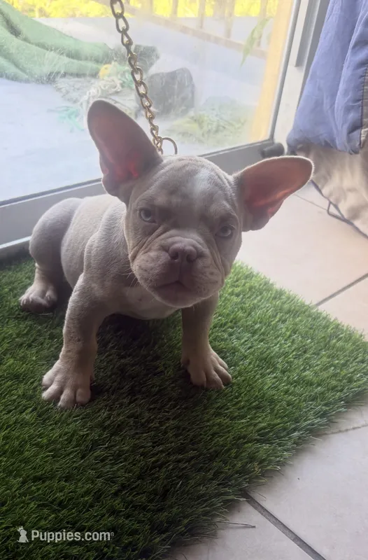 D – American Bully puppy for sale in Fort Lauderdale, FL