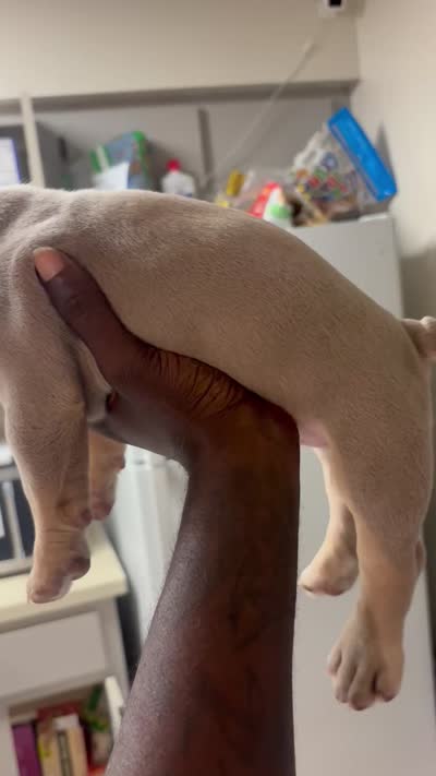 S, a male American Bully for sale in Fort Lauderdale, FL – 4 of 4
