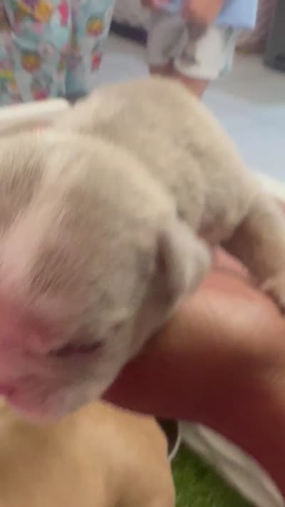D, a male American Bully for sale in Fort Lauderdale, FL – 5 of 5