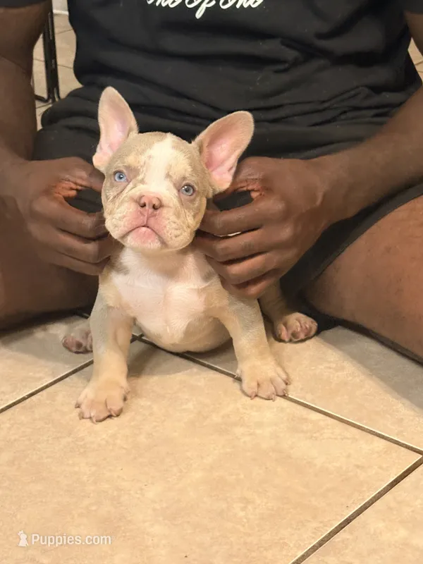 D – American Bully puppy for sale in Fort Lauderdale, FL