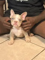 D, a male American Bully for sale in Fort Lauderdale, FL – 1 of 5