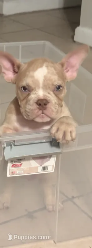 Y – American Bully puppy for sale in Fort Lauderdale, FL