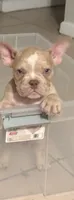 Y, a male American Bully for sale in Fort Lauderdale, FL – 1 of 5