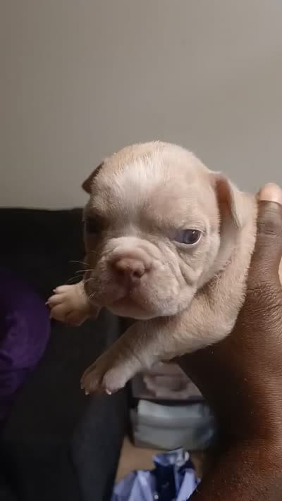 Y, a male American Bully for sale in Fort Lauderdale, FL – 3 of 5