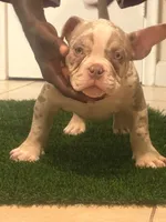 P, a male American Bully for sale in Fort Lauderdale, FL – 3 of 5