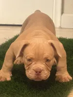 Y, a male American Bully for sale in Fort Lauderdale, FL – 4 of 7
