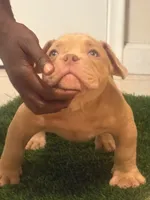 Y, a male American Bully for sale in Fort Lauderdale, FL – 7 of 7