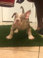 P, a male American Bully for sale in Fort Lauderdale, FL – 4 of 5