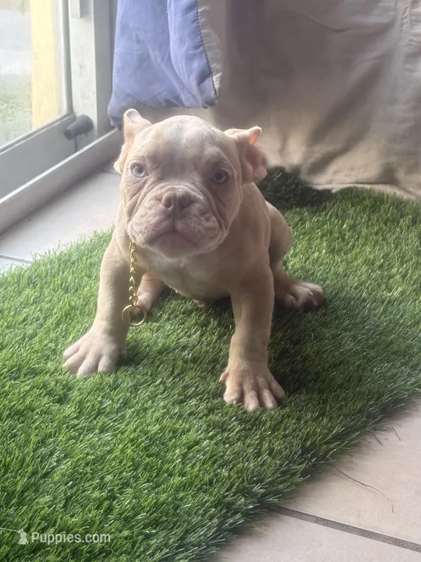 Na – American Bully puppy for sale in Fort Lauderdale, FL