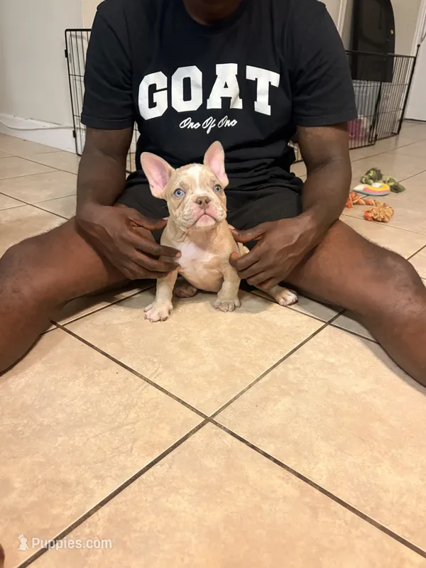 Na – American Bully puppy for sale in Fort Lauderdale, FL