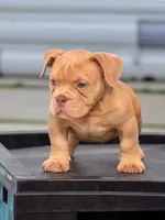 G, a male American Bully for sale in Fort Lauderdale, FL – 2 of 4