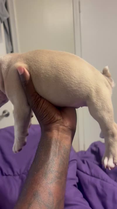 Na, a male American Bully for sale in Fort Lauderdale, FL – 6 of 6