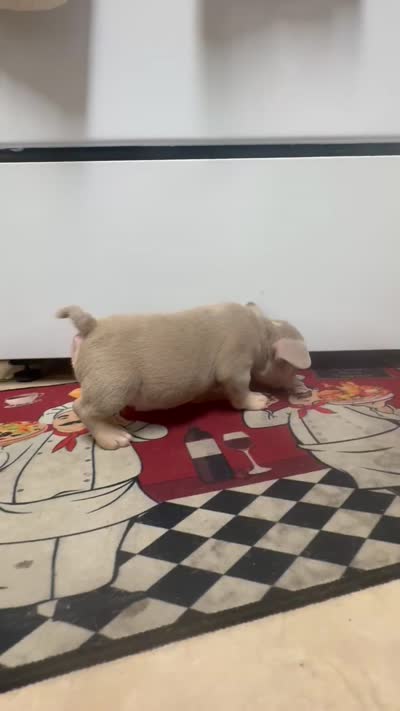 S, a male American Bully for sale in Fort Lauderdale, FL – 3 of 4