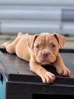 G, a male American Bully for sale in Fort Lauderdale, FL – 3 of 4