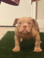 Y, a male American Bully for sale in Fort Lauderdale, FL – 6 of 7