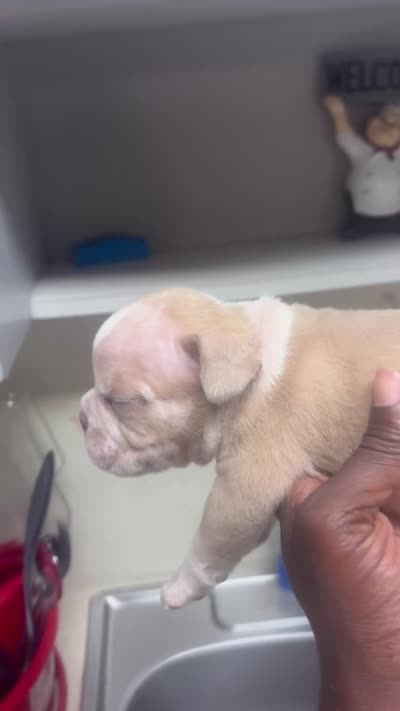 Na, a male American Bully for sale in Fort Lauderdale, FL – 4 of 6