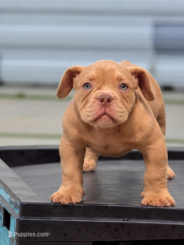 G – American Bully puppy for sale in Fort Lauderdale, FL