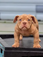 G, a male American Bully for sale in Fort Lauderdale, FL – 1 of 4