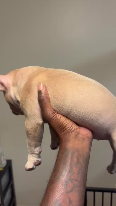 Na, a male American Bully for sale in Fort Lauderdale, FL – 3 of 6