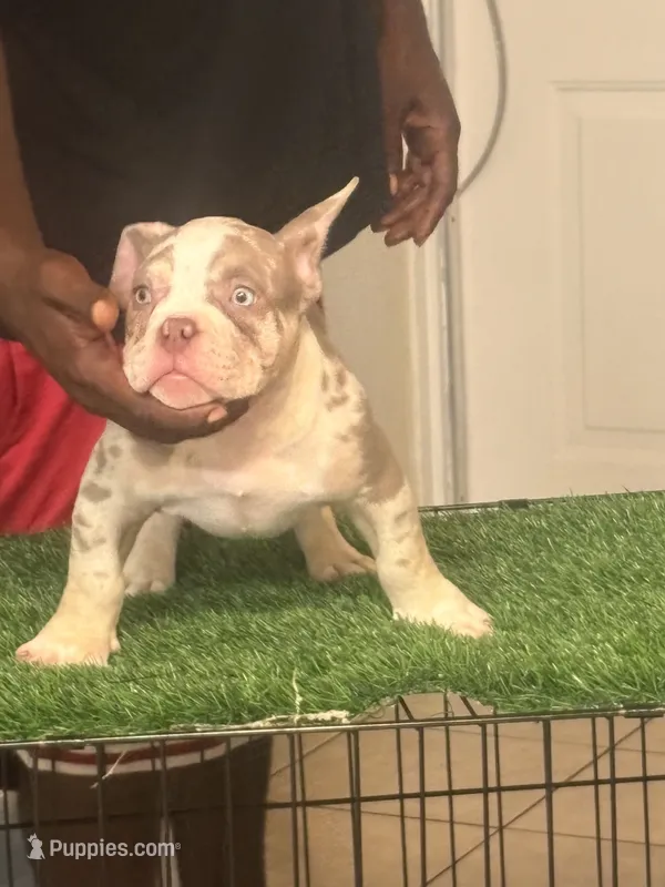 P – American Bully puppy for sale in Fort Lauderdale, FL