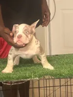 P, a male American Bully for sale in Fort Lauderdale, FL – 1 of 5
