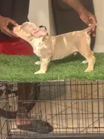 P, a male American Bully for sale in Fort Lauderdale, FL – 2 of 5