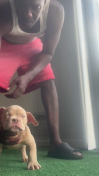 Y, a male American Bully for sale in Fort Lauderdale, FL – 2 of 7