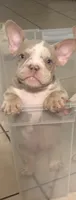 S, a male American Bully for sale in Fort Lauderdale, FL – 1 of 4
