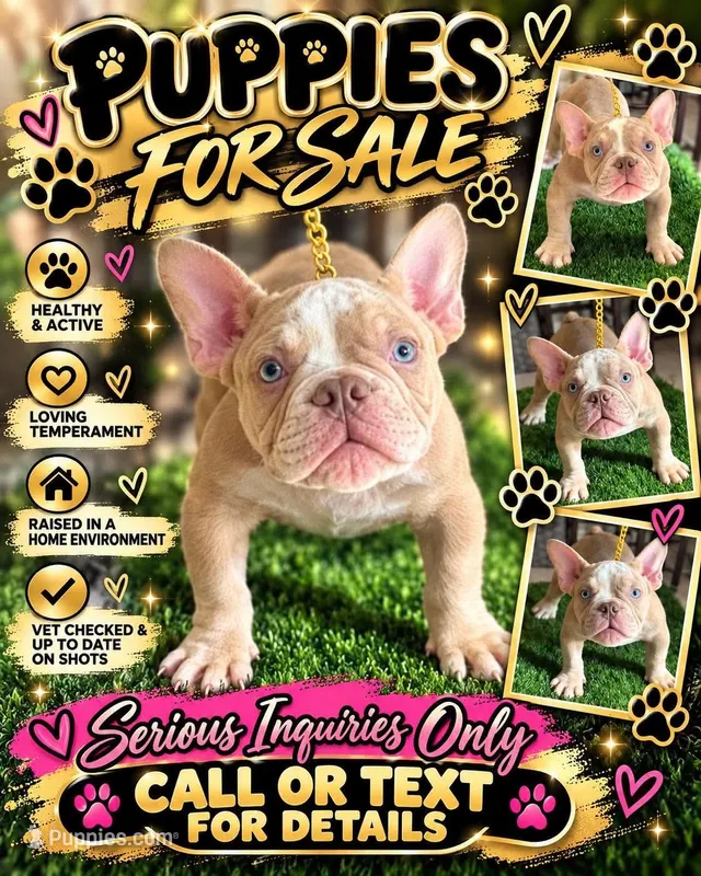 Na – American Bully puppy for sale in Fort Lauderdale, FL