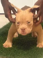 Y, a male American Bully for sale in Fort Lauderdale, FL – 5 of 7