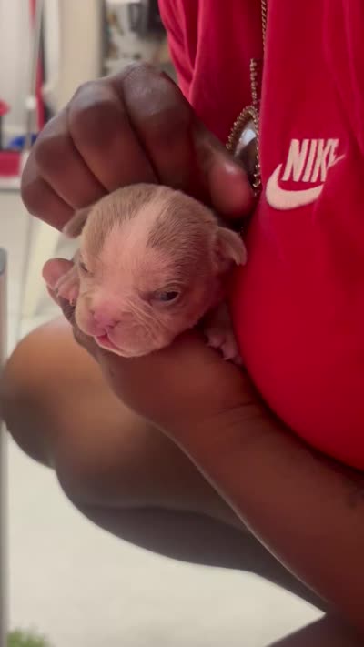D, a male American Bully for sale in Fort Lauderdale, FL – 4 of 5