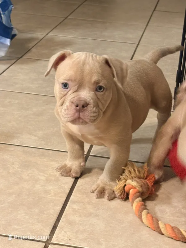 Y – American Bully puppy for sale in Fort Lauderdale, FL