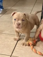 Y, a male American Bully for sale in Fort Lauderdale, FL – 1 of 7