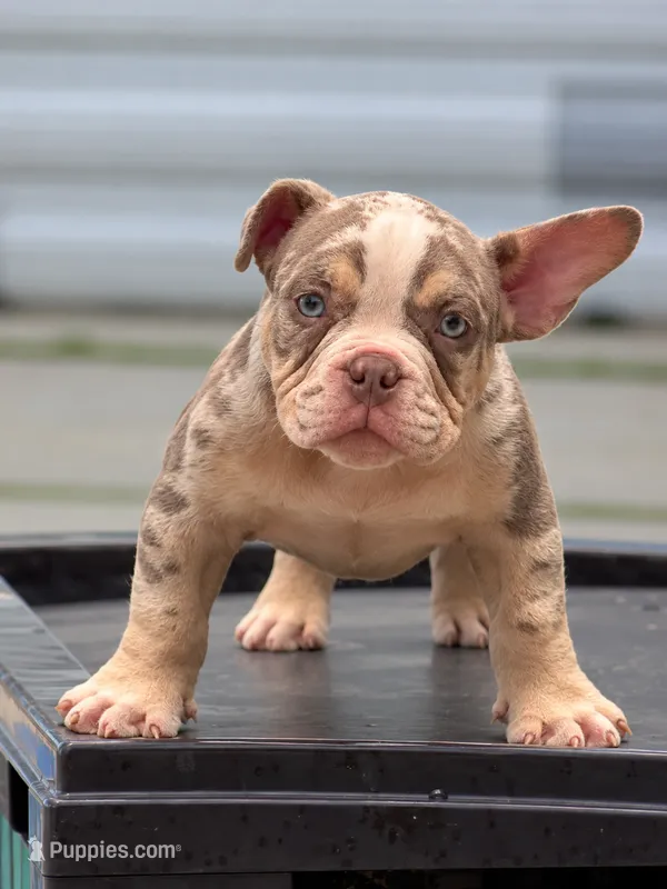 P – American Bully puppy for sale in Fort Lauderdale, FL