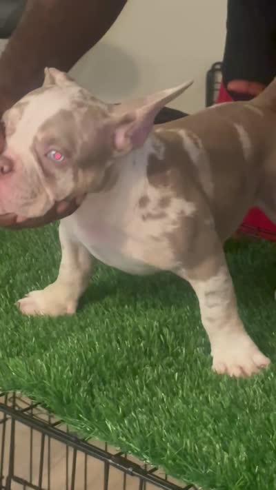 P, a male American Bully for sale in Fort Lauderdale, FL – 5 of 5