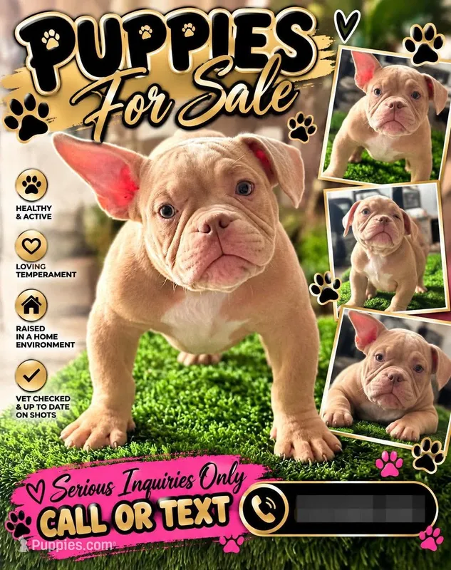 Y – American Bully puppy for sale in Fort Lauderdale, FL