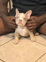 S, a male American Bully for sale in Fort Lauderdale, FL – 2 of 4