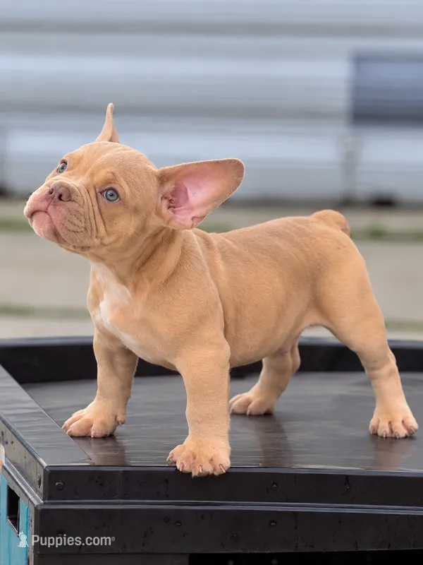 Y – American Bully puppy for sale in Fort Lauderdale, FL