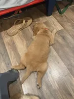 Nix (Orange collar ), a male Golden Retriever for sale in Hesperia, CA – 2 of 2