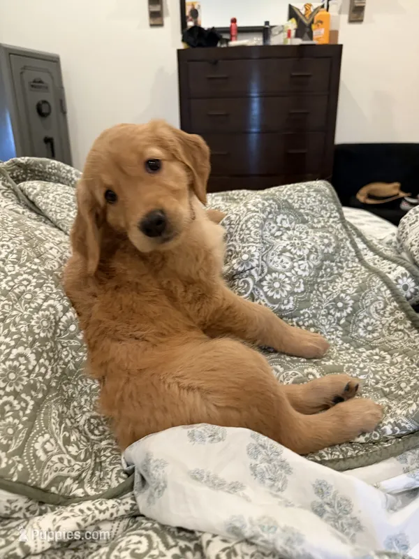Peaches (light pink collar) – Golden Retriever puppy for sale in Hesperia, CA