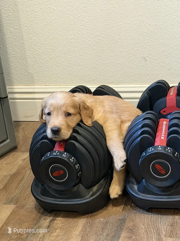 Luke (dark blue collar) – Golden Retriever puppy for sale in Hesperia, CA