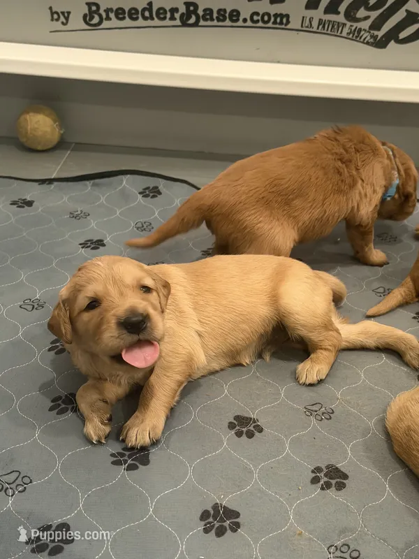 Michael Myers (green collar 1st born) – Golden Retriever puppy for sale in Hesperia, CA