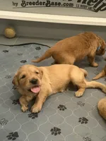 Michael Myers (green collar 1st born), a male Golden Retriever for sale in Hesperia, CA – 1 of 4
