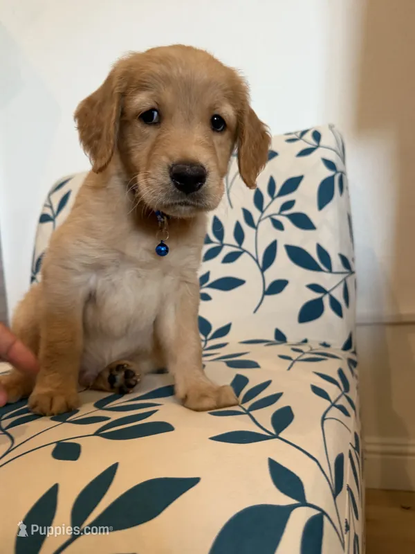 Luke (dark blue collar) – Golden Retriever puppy for sale in Hesperia, CA