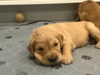 Michael Myers (green collar 1st born), a male Golden Retriever for sale in Hesperia, CA – 2 of 4