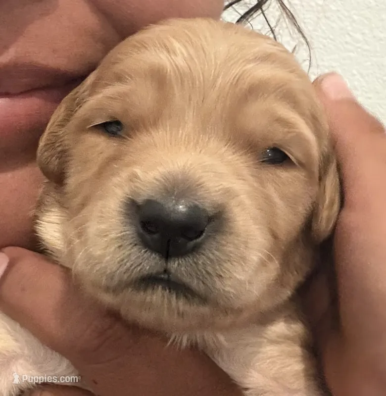Luke (dark blue collar) – Golden Retriever puppy for sale in Hesperia, CA
